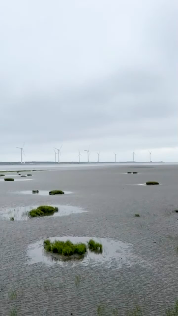 高美湿地