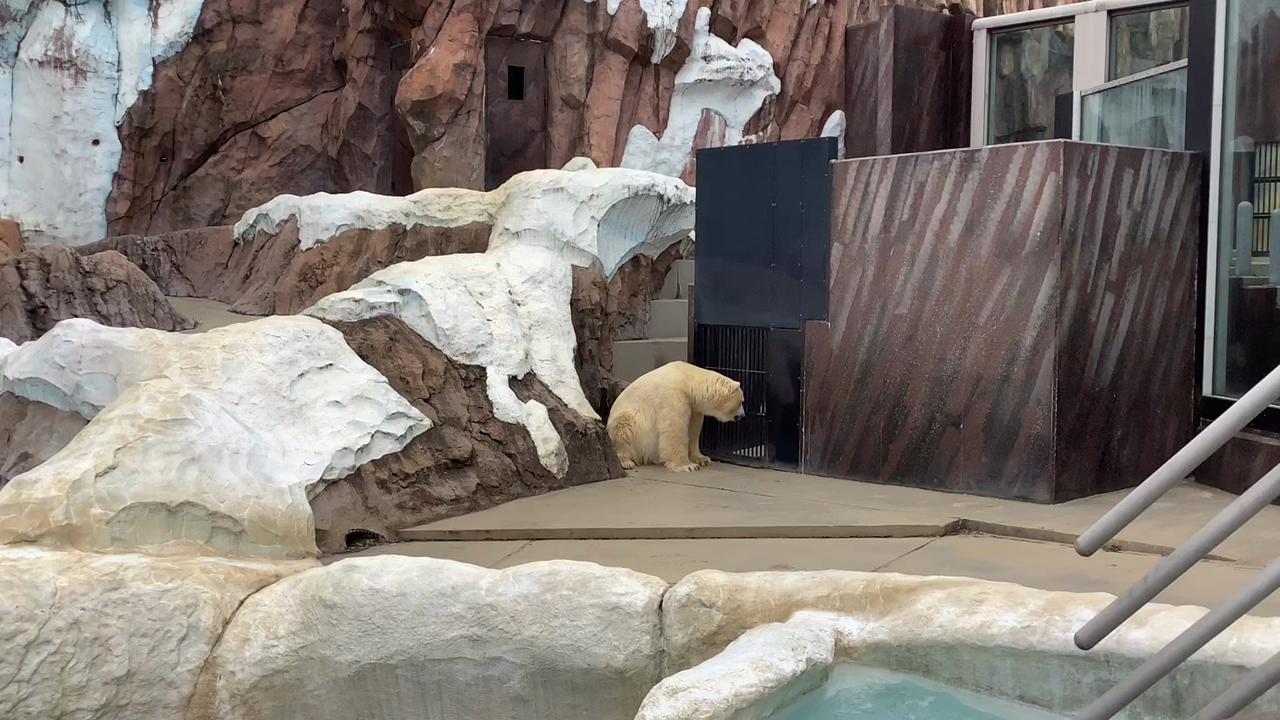 上野動物園の写真・動画_video_8717