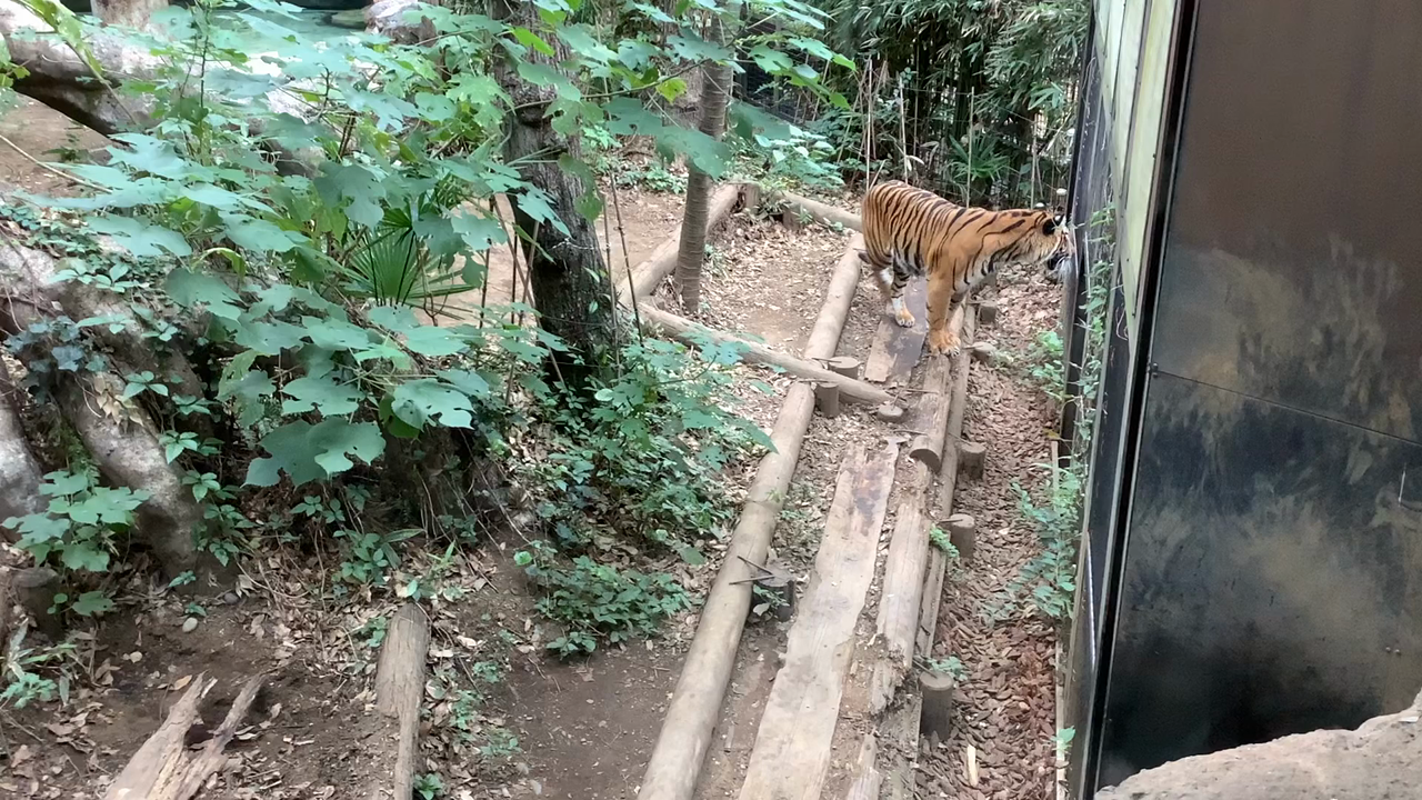 上野動物園の写真・動画_video_8718