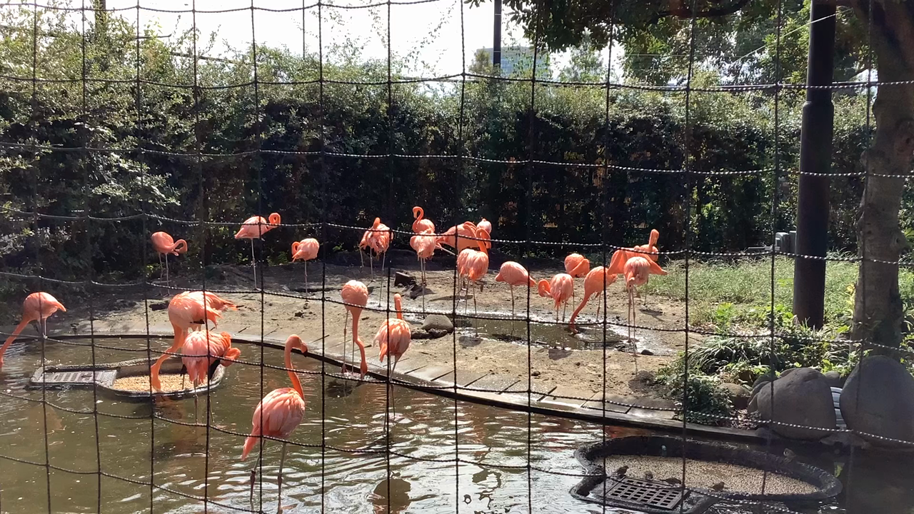 上野動物園の写真・動画_video_8719