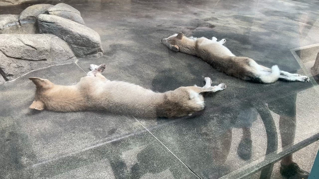 天王寺動物園の写真・動画_video_9816