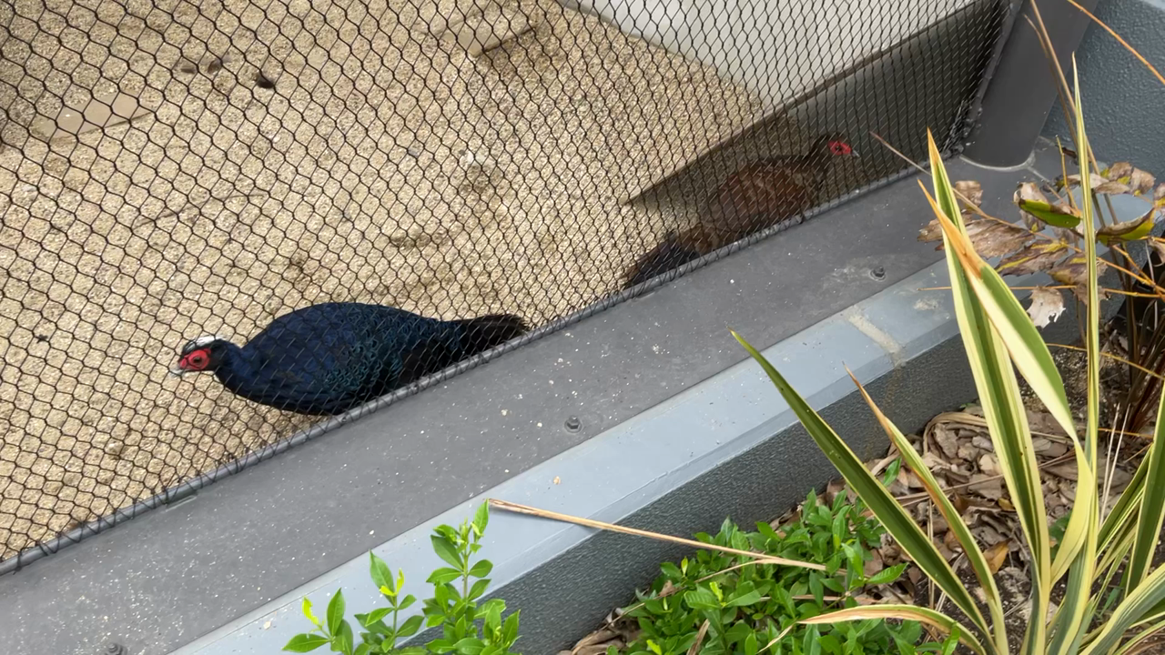天王寺動物園の写真・動画_video_9820