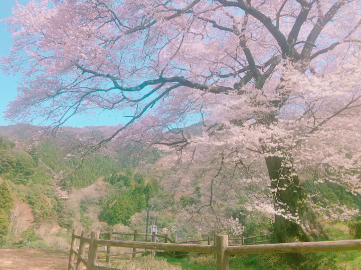 牛代の水目桜の写真・動画_video_1071