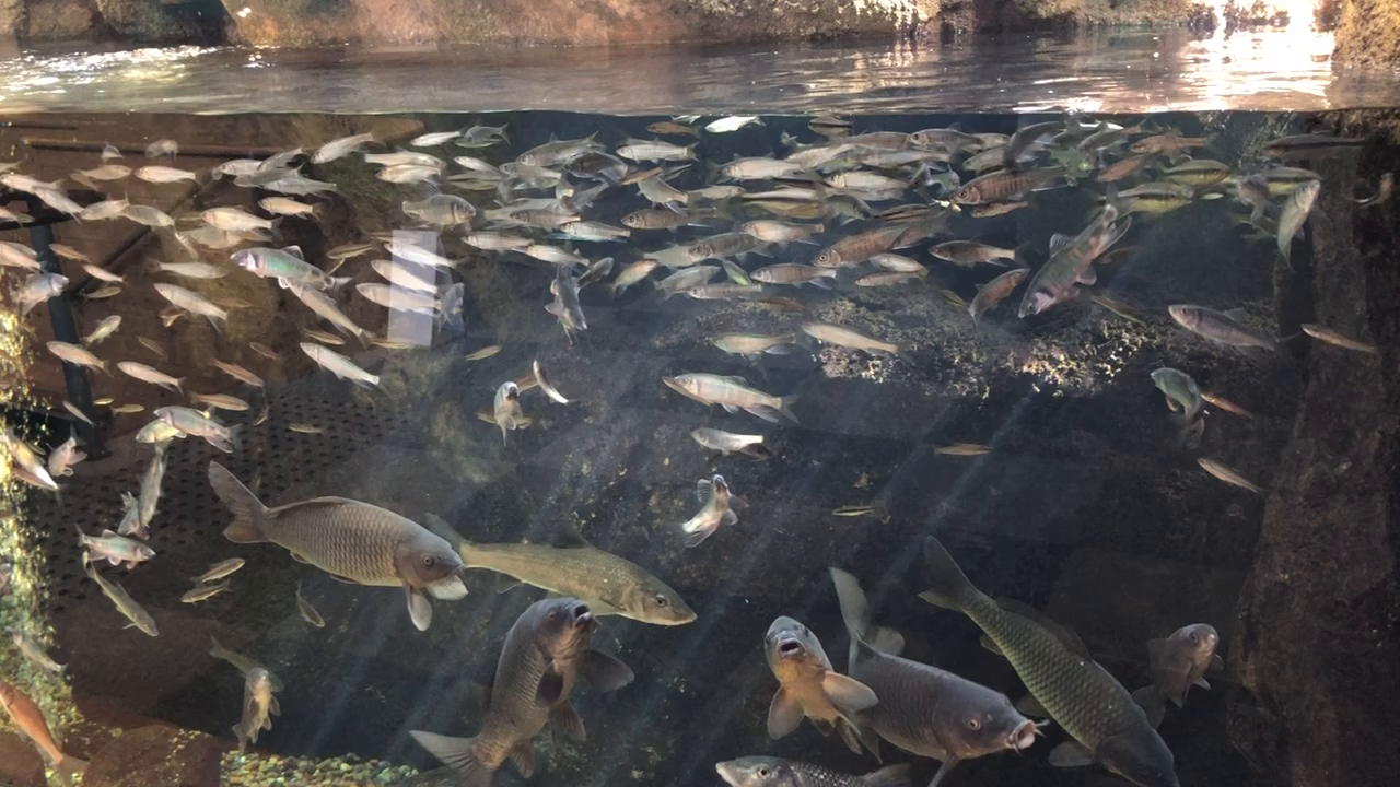 島根県立宍道湖自然館 ゴビウスの写真・動画_video_1096