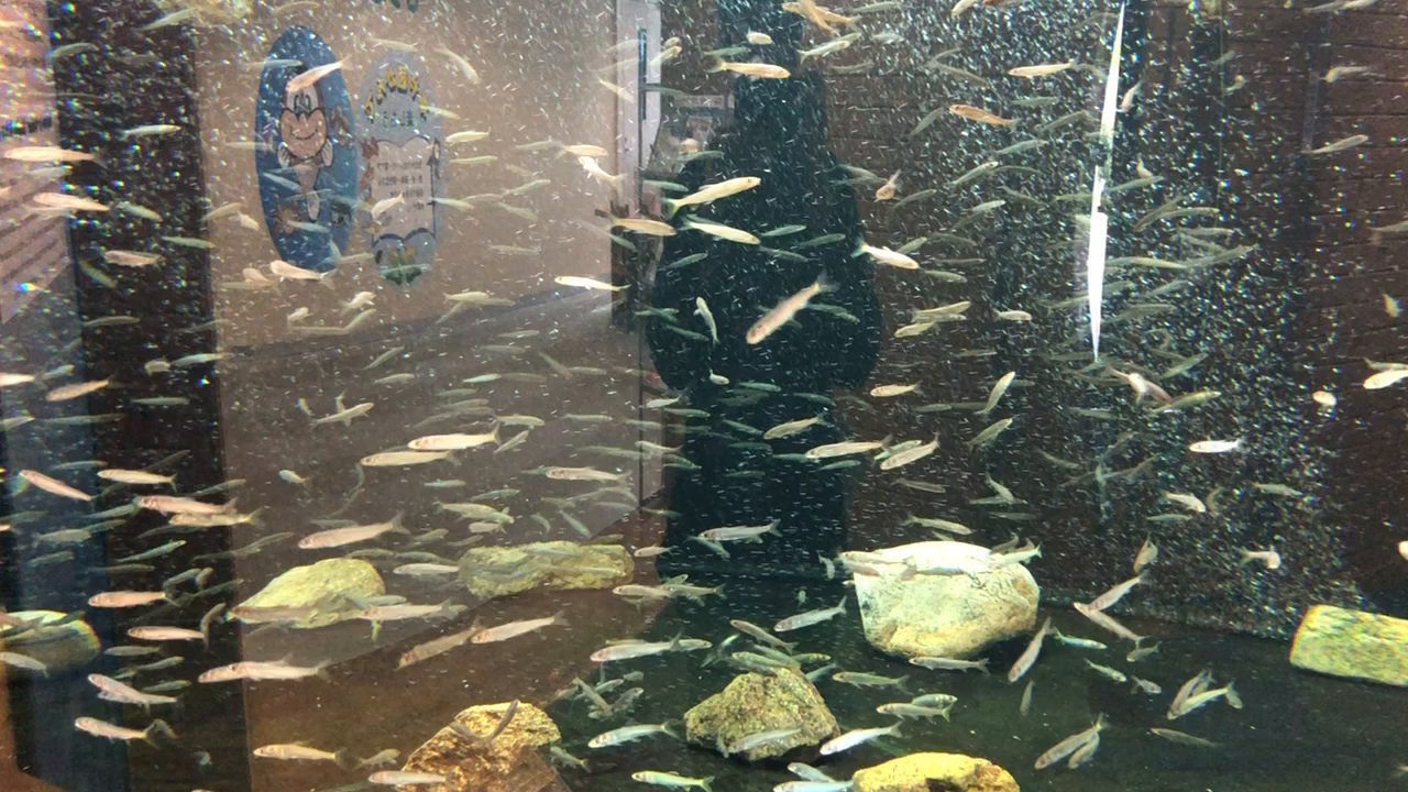島根県立宍道湖自然館 ゴビウスの写真・動画_video_1097