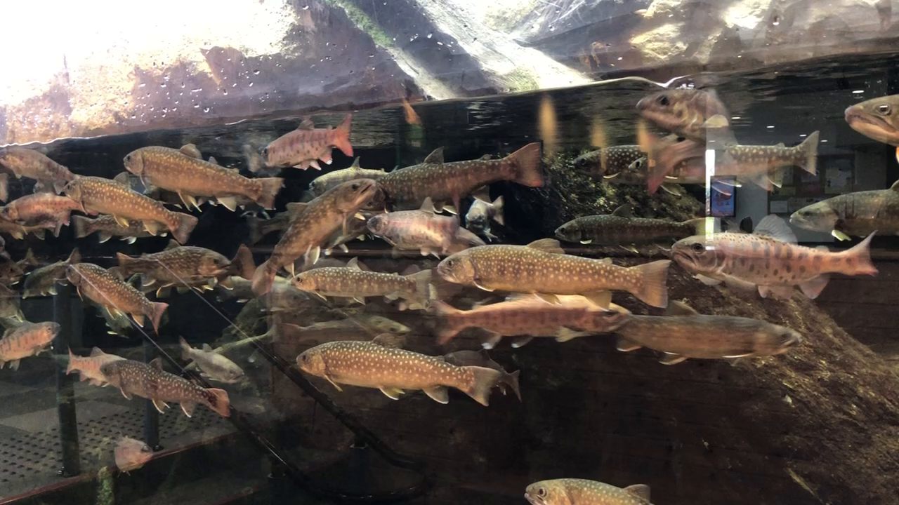島根県立宍道湖自然館 ゴビウスの写真・動画_video_1098