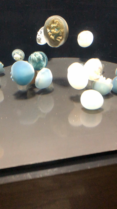 しまね海洋館アクアス