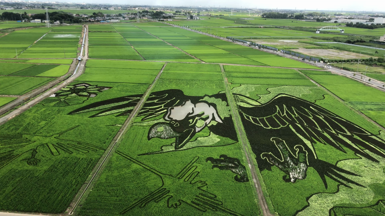 古代蓮の里の写真・動画_video_1193