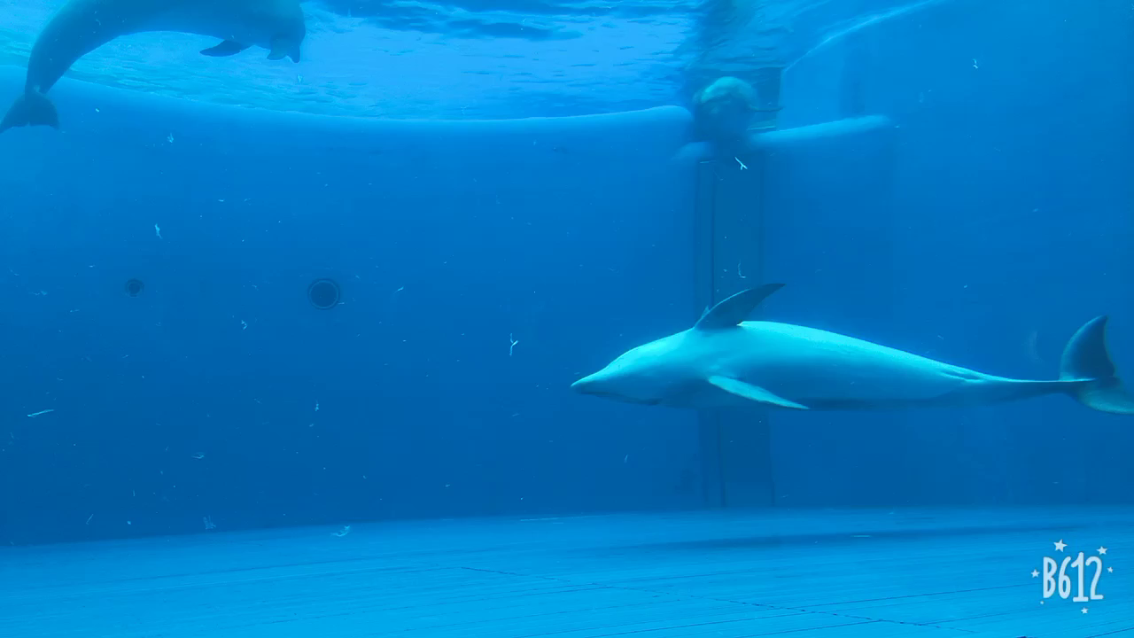 大分マリーンパレス水族館 うみたまごの写真・動画_video_1453