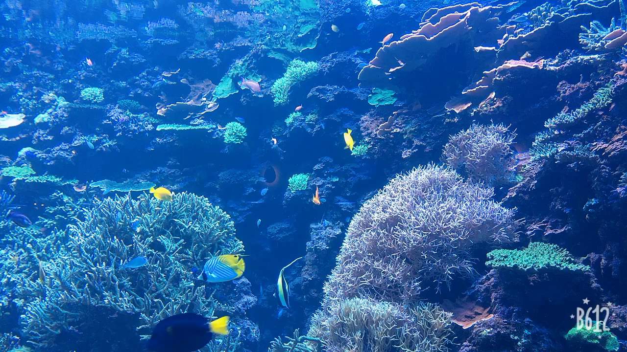 大分マリーンパレス水族館 うみたまごの写真・動画_video_1454