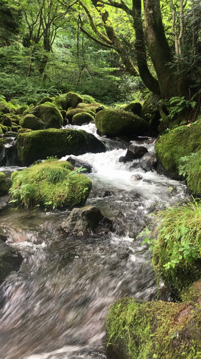 木谷沢渓流