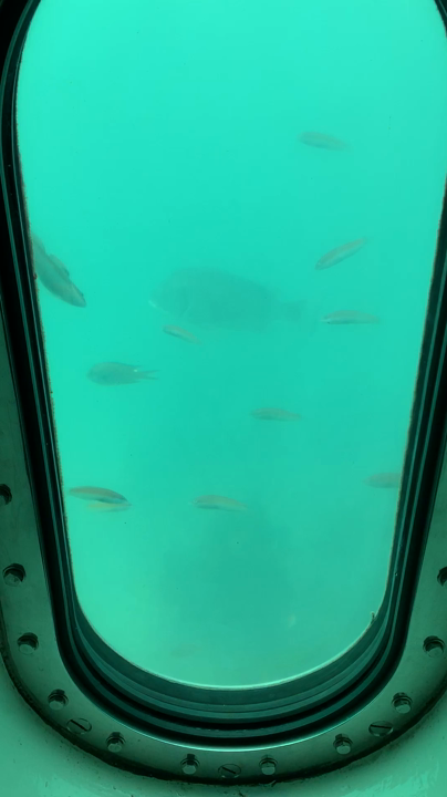 波戸岬の写真・動画_video_1572