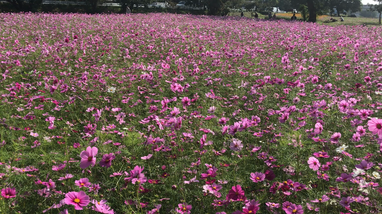 武庫川コスモス園の写真・動画_video_1586