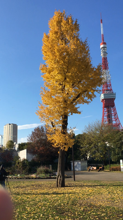芝公園の写真・動画_video_1640