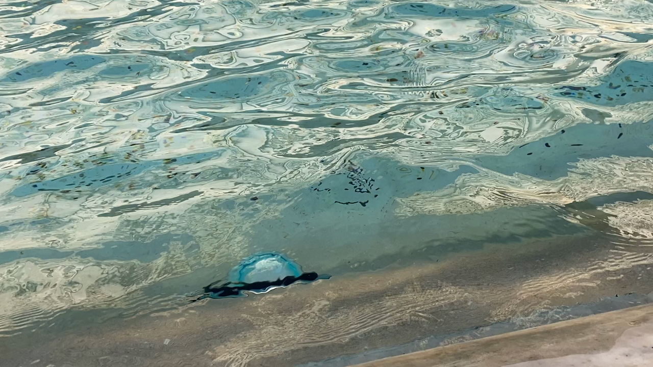 Fontana di Trevi（トレヴィの泉）の写真・動画_video_1681