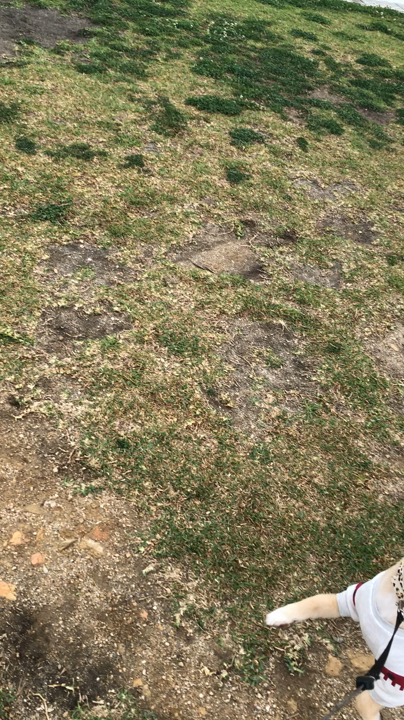 うるま市立 豊原保育所の近くの公園 4日目
