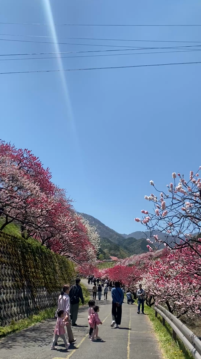 月川温泉の花桃