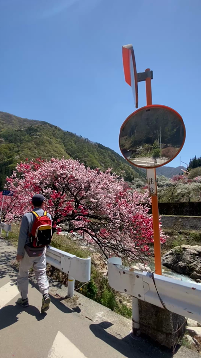 月川温泉の花桃の写真・動画_video_1973