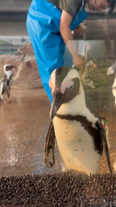 京都水族館の写真・動画_video_1990