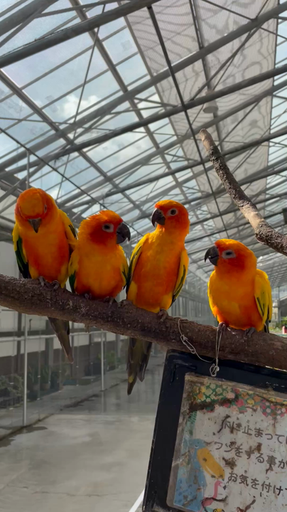 掛川花鳥園の写真・動画_video_1991