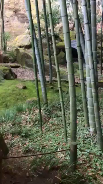 報国寺（竹寺）