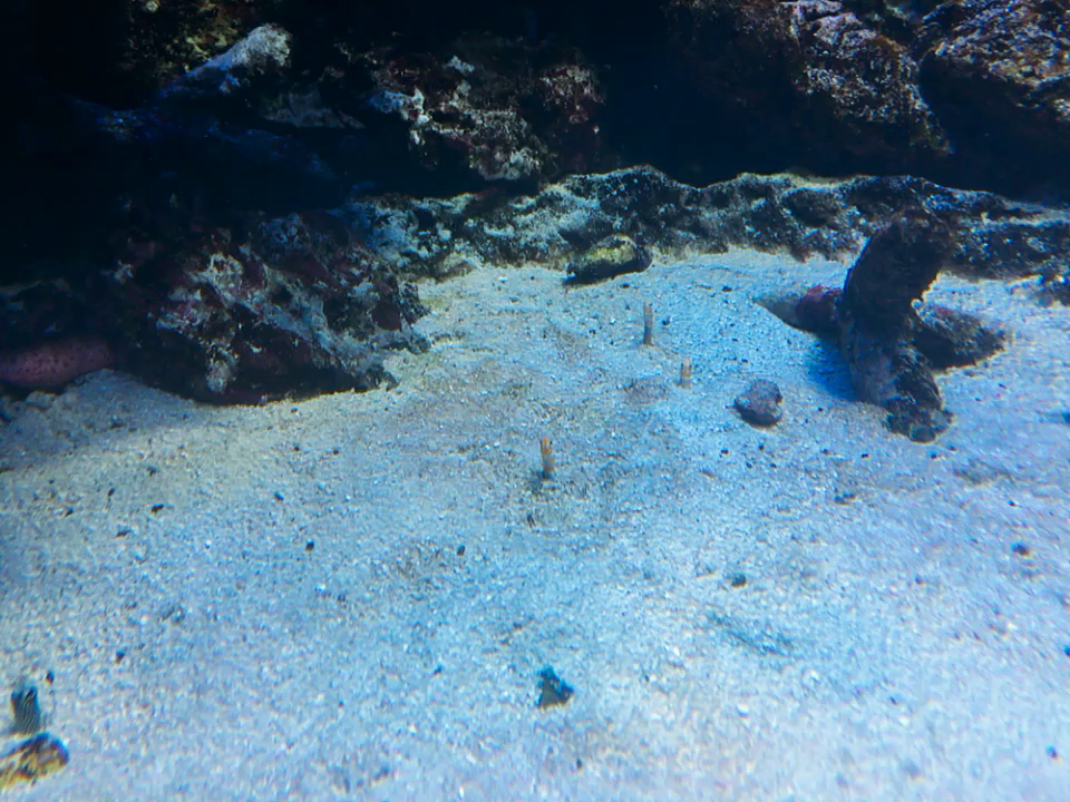 サンシャイン水族館の写真・動画_video_295