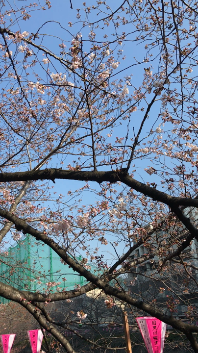 目黒川の写真・動画_video_366