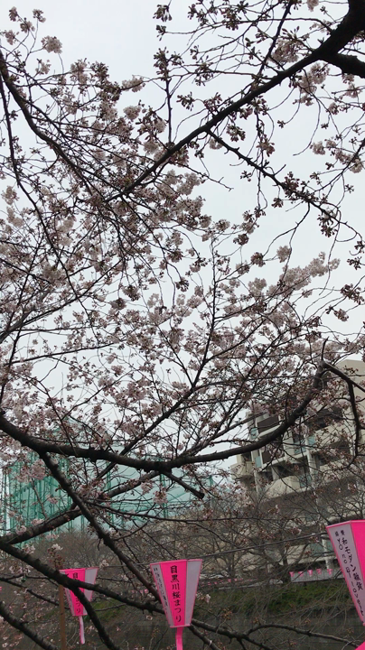 目黒川の写真・動画_video_369