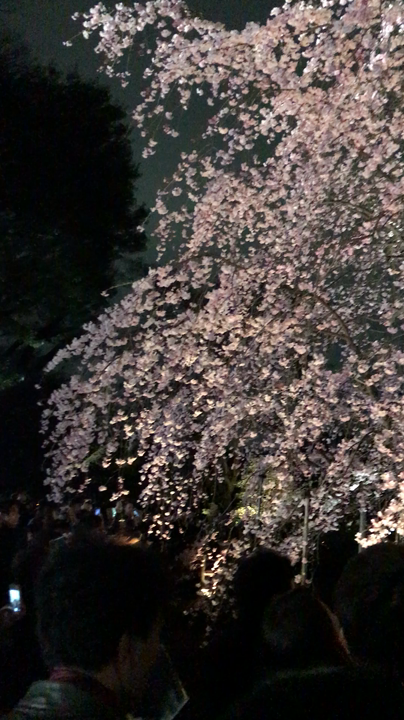 六義園の写真・動画_video_374