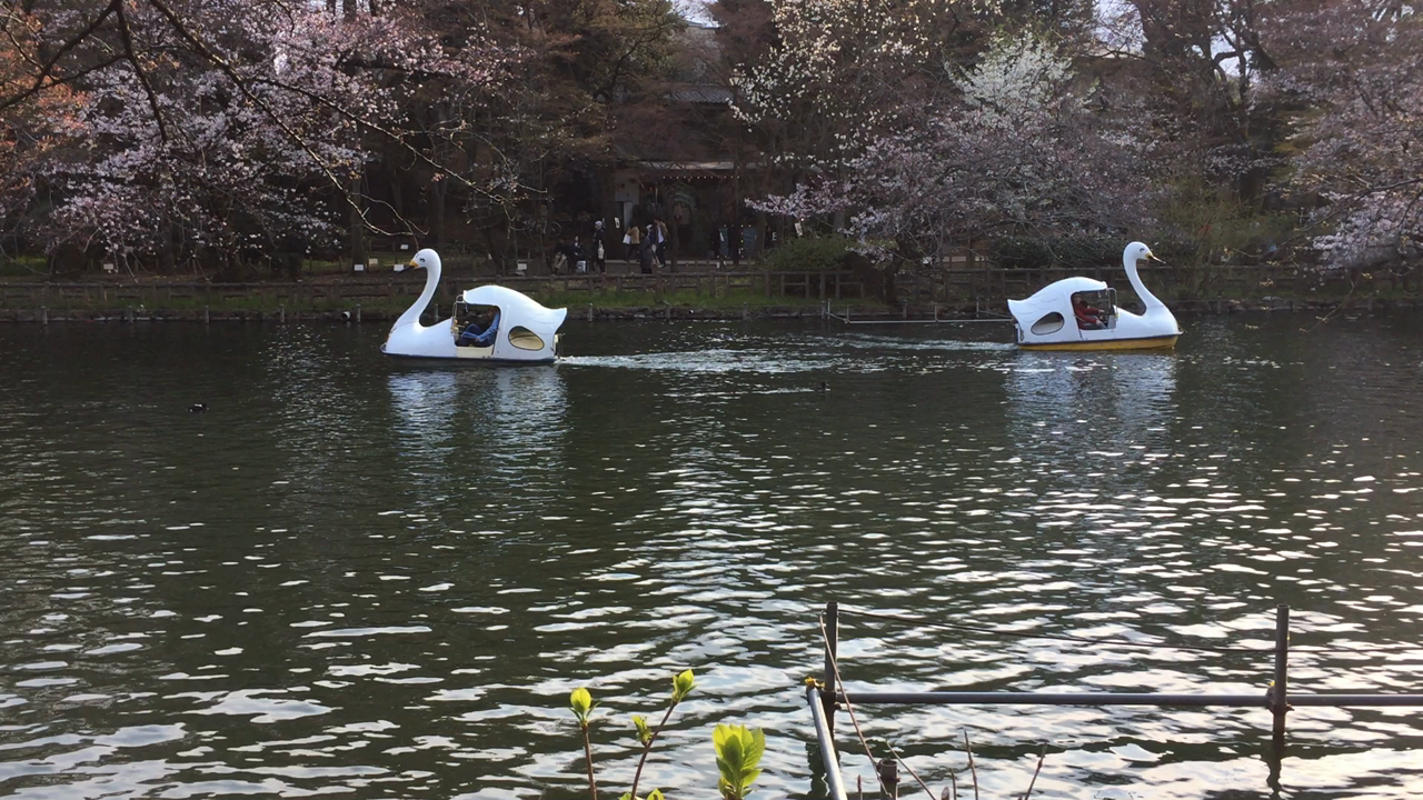 井の頭恩賜公園の写真・動画_video_384