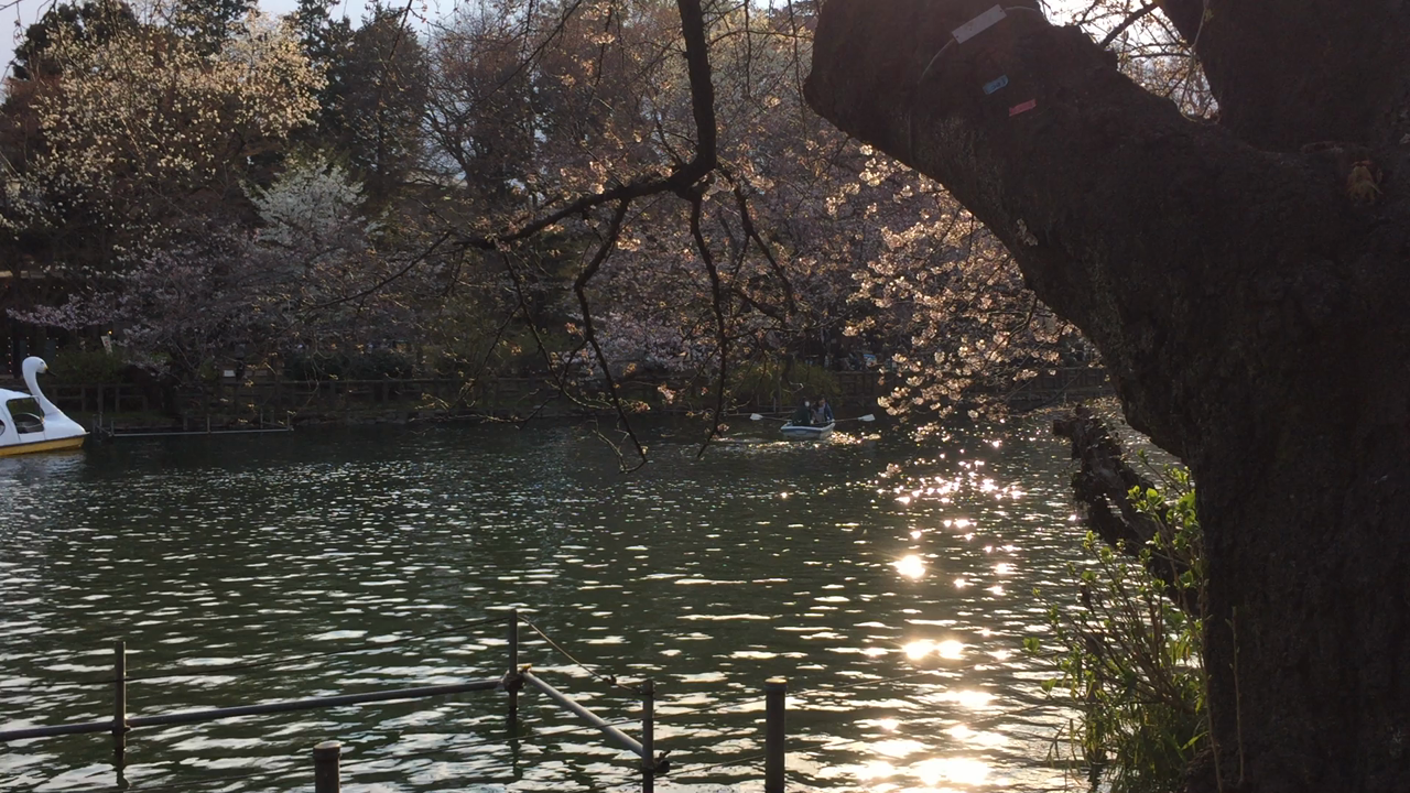 井の頭恩賜公園の写真・動画_video_385