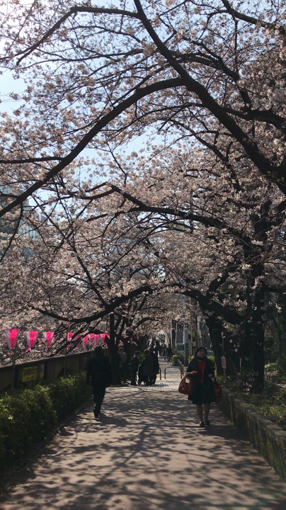 目黒川の写真・動画_video_392