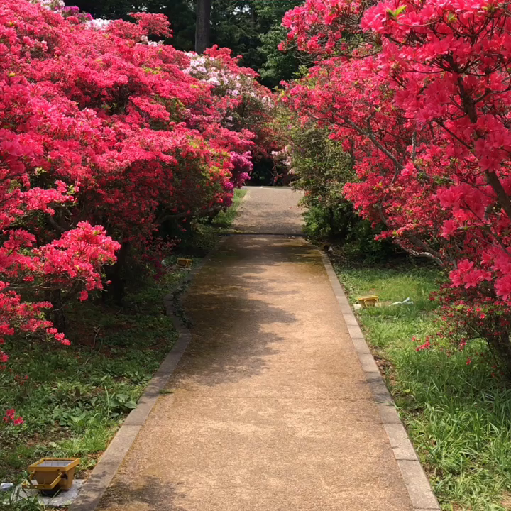 小室山公園の写真・動画_video_434