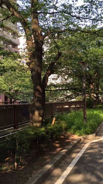 目黒川