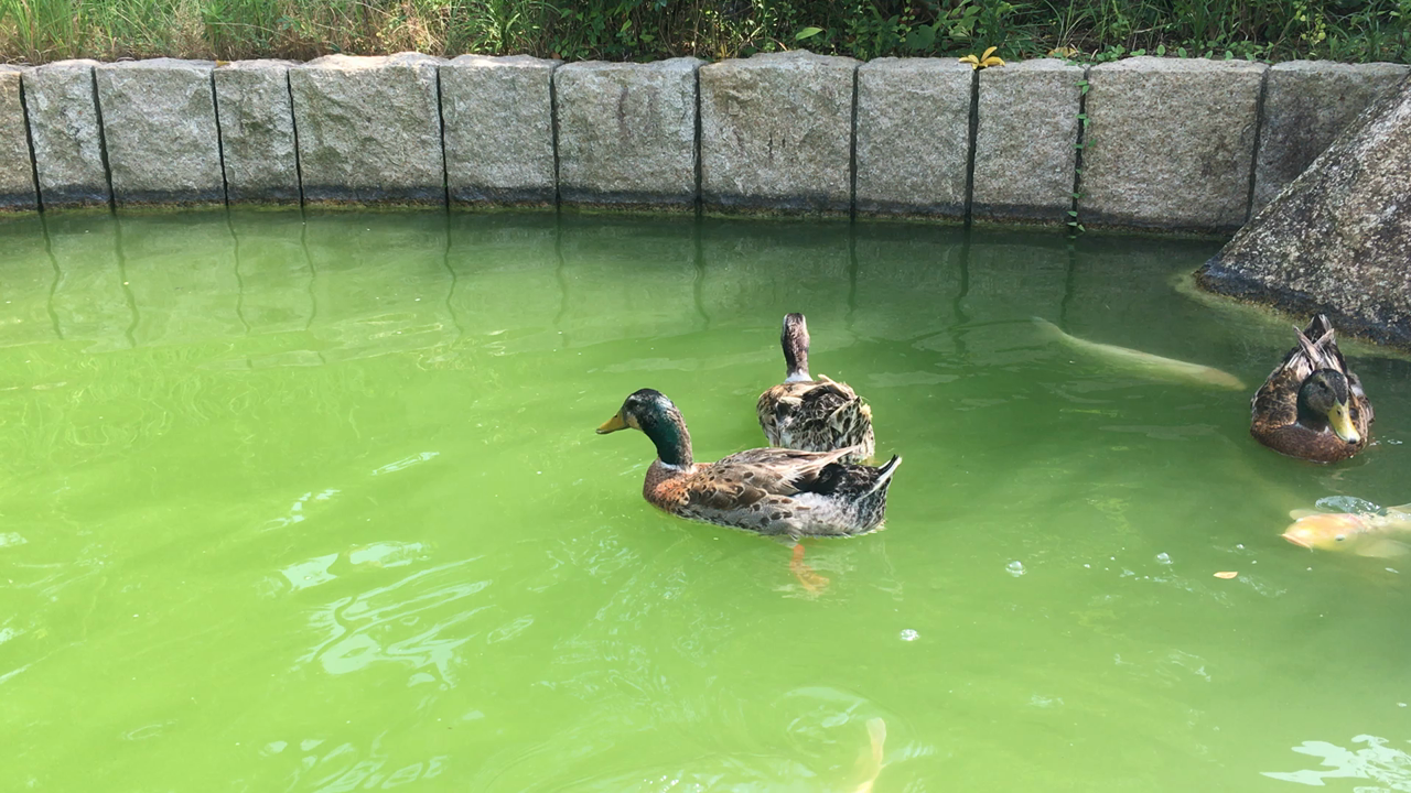 県立淡路島公園