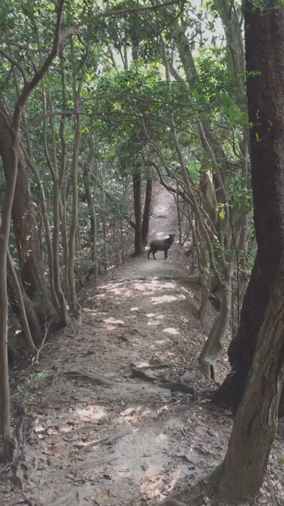 猿投山